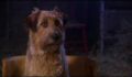 dr dolittle 3-avi_838.jpg